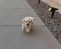 Tom, a male Poodle - Miniature  for sale in San Tan Valley, AZ – Photo 2 of 10