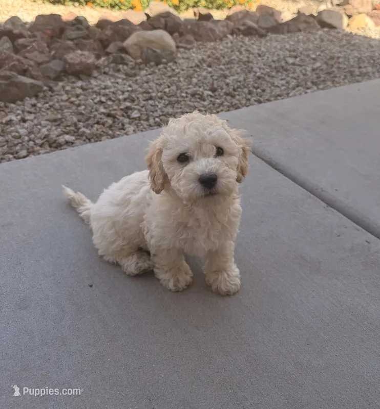Diana – Poodle - Miniature  puppy for sale in San Tan Valley, AZ