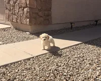 Mac, a male Poodle - Miniature  for sale in San Tan Valley, AZ – 6 of 10