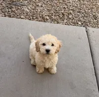 Diana, a female Poodle - Miniature  for sale in San Tan Valley, AZ – 4 of 10