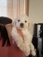 Mac, a male Poodle - Miniature  for sale in San Tan Valley, AZ – 2 of 10