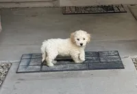 Diana, a female Poodle - Miniature  for sale in San Tan Valley, AZ – 2 of 10