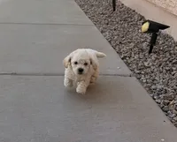 Mac, a male Poodle - Miniature  for sale in San Tan Valley, AZ – 4 of 10