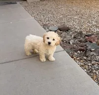 Diana, a female Poodle - Miniature  for sale in San Tan Valley, AZ – 5 of 10