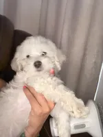 Mac, a male Poodle - Miniature  for sale in San Tan Valley, AZ – 3 of 10
