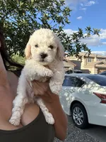 Tony, a male Poodle - Miniature  for sale in San Tan Valley, AZ – Photo 7 of 10