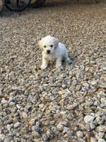 Tony, a male Poodle - Miniature  for sale in San Tan Valley, AZ – Photo 10 of 10