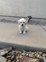Tony, a male Poodle - Miniature  for sale in San Tan Valley, AZ – Photo 9 of 10