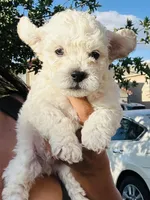 Tony, a male Poodle - Miniature  for sale in San Tan Valley, AZ – Photo 5 of 10