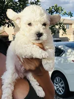 Tony, a male Poodle - Miniature  for sale in San Tan Valley, AZ – Photo 2 of 10