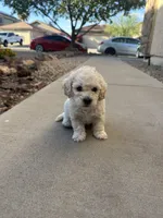 Tony, a male Poodle - Miniature  for sale in San Tan Valley, AZ – Photo 8 of 10