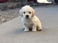 Tony, a male Poodle - Miniature  for sale in San Tan Valley, AZ – Photo 3 of 10