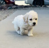 Tony, a male Poodle - Miniature  for sale in San Tan Valley, AZ – Photo 4 of 10