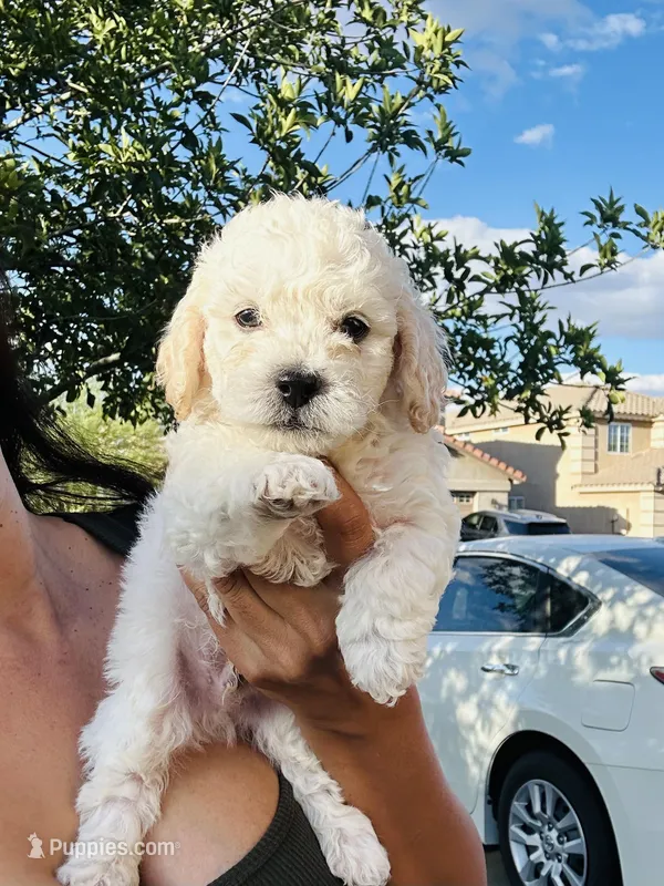 Tony – Poodle - Miniature  puppy for sale in San Tan Valley, AZ