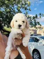 Tony, a male Poodle - Miniature  for sale in San Tan Valley, AZ – Photo 6 of 10