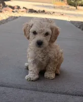 Indy, a male Poodle - Miniature  for sale in San Tan Valley, AZ – Photo 6 of 10