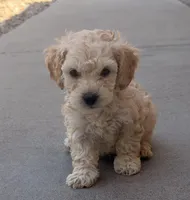 Indy, a male Poodle - Miniature  for sale in San Tan Valley, AZ – Photo 1 of 10