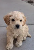 Indy, a male Poodle - Miniature  for sale in San Tan Valley, AZ – Photo 5 of 10