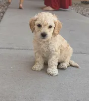 Indy, a male Poodle - Miniature  for sale in San Tan Valley, AZ – Photo 7 of 10