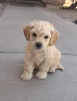 Indy, a male Poodle - Miniature  for sale in San Tan Valley, AZ – Photo 8 of 10