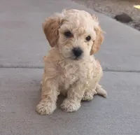 Indy, a male Poodle - Miniature  for sale in San Tan Valley, AZ – Photo 4 of 10