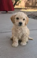 Indy, a male Poodle - Miniature  for sale in San Tan Valley, AZ – Photo 10 of 10