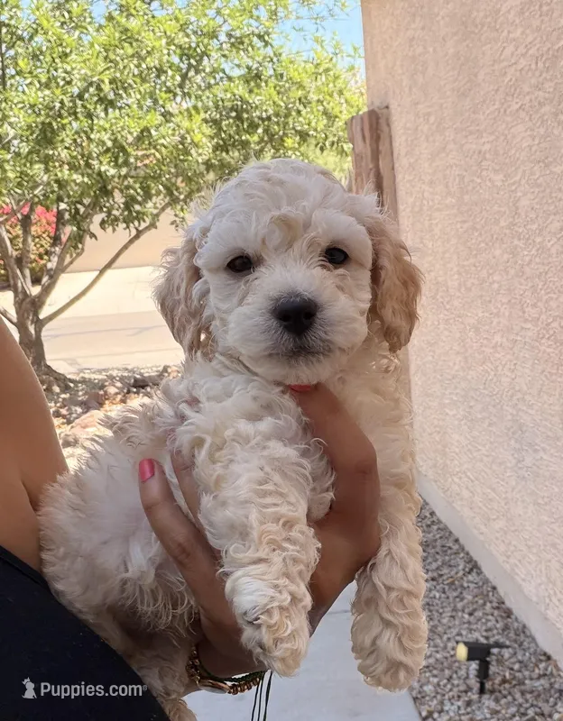 Indy – Poodle - Miniature  puppy for sale in San Tan Valley, AZ