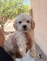 Indy, a male Poodle - Miniature  for sale in San Tan Valley, AZ – Photo 3 of 10