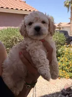 Indy, a male Poodle - Miniature  for sale in San Tan Valley, AZ – Photo 2 of 10