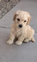 Indy, a male Poodle - Miniature  for sale in San Tan Valley, AZ – Photo 9 of 10