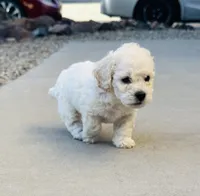 Mac, a male Poodle - Miniature  for sale in San Tan Valley, AZ – 9 of 10