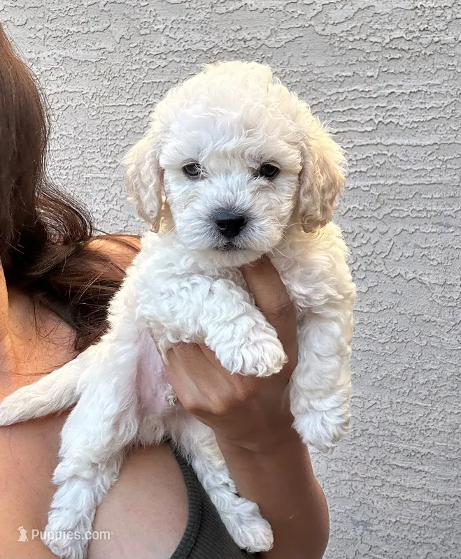 Mac – Poodle - Miniature  puppy for sale in San Tan Valley, AZ
