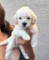 Mac, a male Poodle - Miniature  for sale in San Tan Valley, AZ – 1 of 10