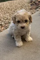 Lucy, a female Poodle - Miniature  for sale in San Tan Valley, AZ – Photo 3 of 10