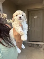 Lucy, a female Poodle - Miniature  for sale in San Tan Valley, AZ – Photo 7 of 10