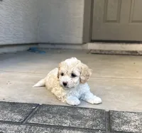 Lucy, a female Poodle - Miniature  for sale in San Tan Valley, AZ – Photo 2 of 10