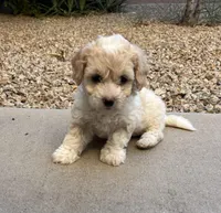 Lucy, a female Poodle - Miniature  for sale in San Tan Valley, AZ – Photo 6 of 10