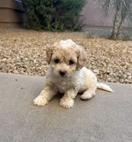 Lucy, a female Poodle - Miniature  for sale in San Tan Valley, AZ – Photo 9 of 10