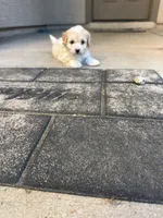 Lucy, a female Poodle - Miniature  for sale in San Tan Valley, AZ – Photo 10 of 10