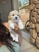 Lucy, a female Poodle - Miniature  for sale in San Tan Valley, AZ – Photo 8 of 10