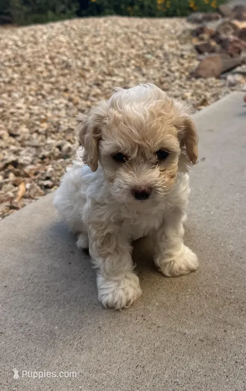 Lucy – Poodle - Miniature  puppy for sale in San Tan Valley, AZ