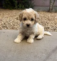 Lucy, a female Poodle - Miniature  for sale in San Tan Valley, AZ – Photo 5 of 10