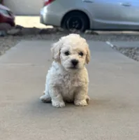 Mac, a male Poodle - Miniature  for sale in San Tan Valley, AZ – 10 of 10