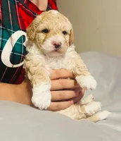 Ted , a male Poodle - Miniature  for sale in San Tan Valley, AZ – Photo 7 of 10