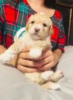 Ted , a male Poodle - Miniature  for sale in San Tan Valley, AZ – Photo 9 of 10