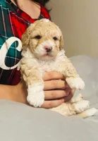 Ted , a male Poodle - Miniature  for sale in San Tan Valley, AZ – Photo 8 of 10