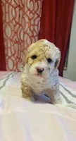 Ted , a male Poodle - Miniature  for sale in San Tan Valley, AZ – Photo 10 of 10