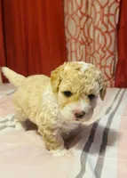 Ted , a male Poodle - Miniature  for sale in San Tan Valley, AZ – Photo 6 of 10