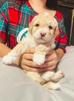 Ted , a male Poodle - Miniature  for sale in San Tan Valley, AZ – Photo 5 of 10