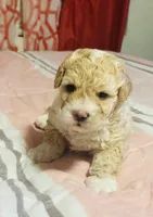 Ted , a male Poodle - Miniature  for sale in San Tan Valley, AZ – Photo 4 of 10